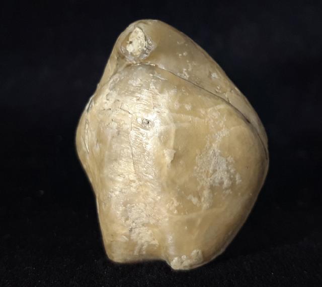 Sellithyris subsella LEYMERIE 1846 - Bild © FossNet FossilienStore